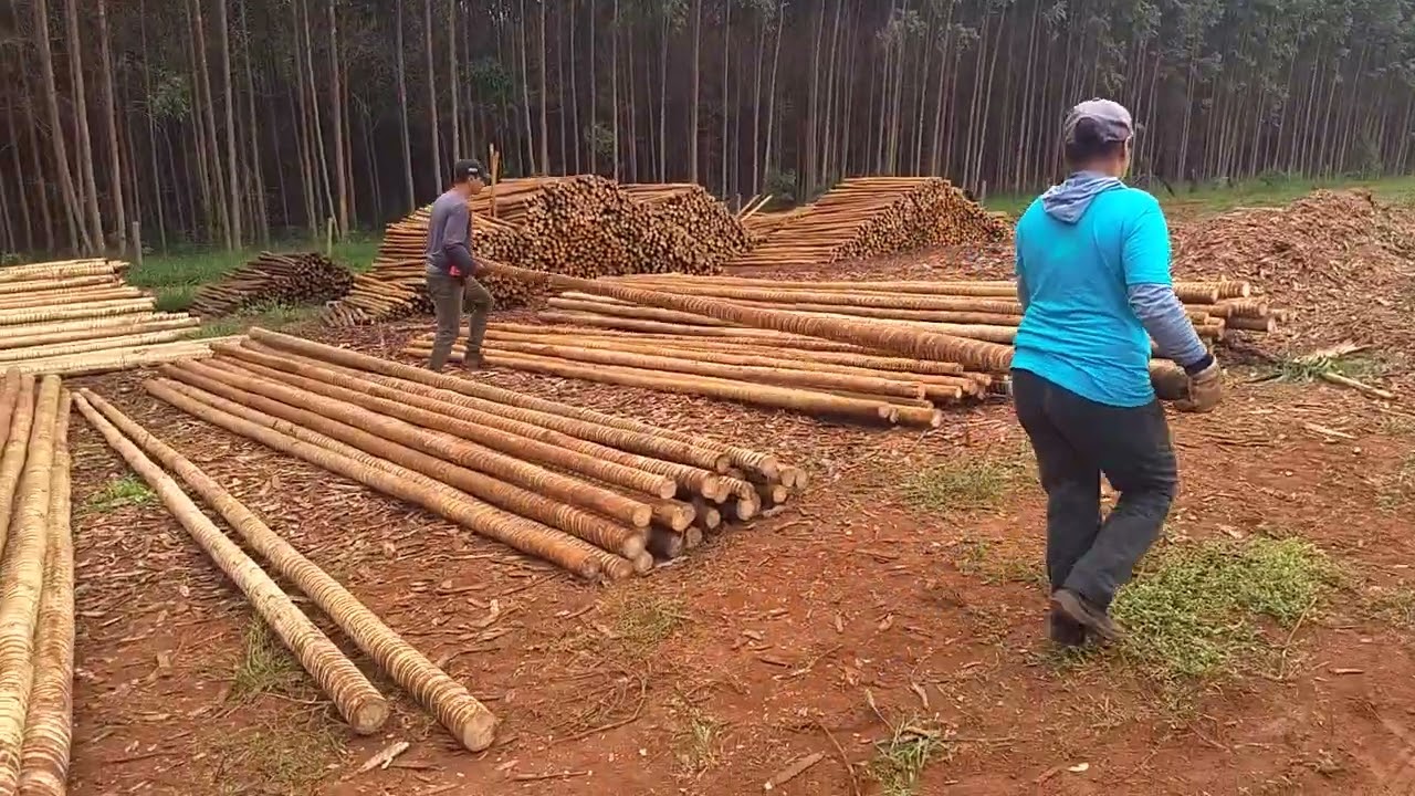 Olha só os dois bitolando a madeira eucalipto