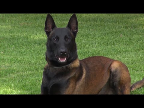 Como escoger un buen perro Belga Malinois hqdefault