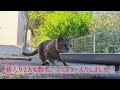 【保護猫シェルター】４ヶ月ぶりの動画です