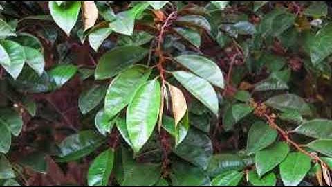 Lá vú sữa, lưu ý khi sử dụng