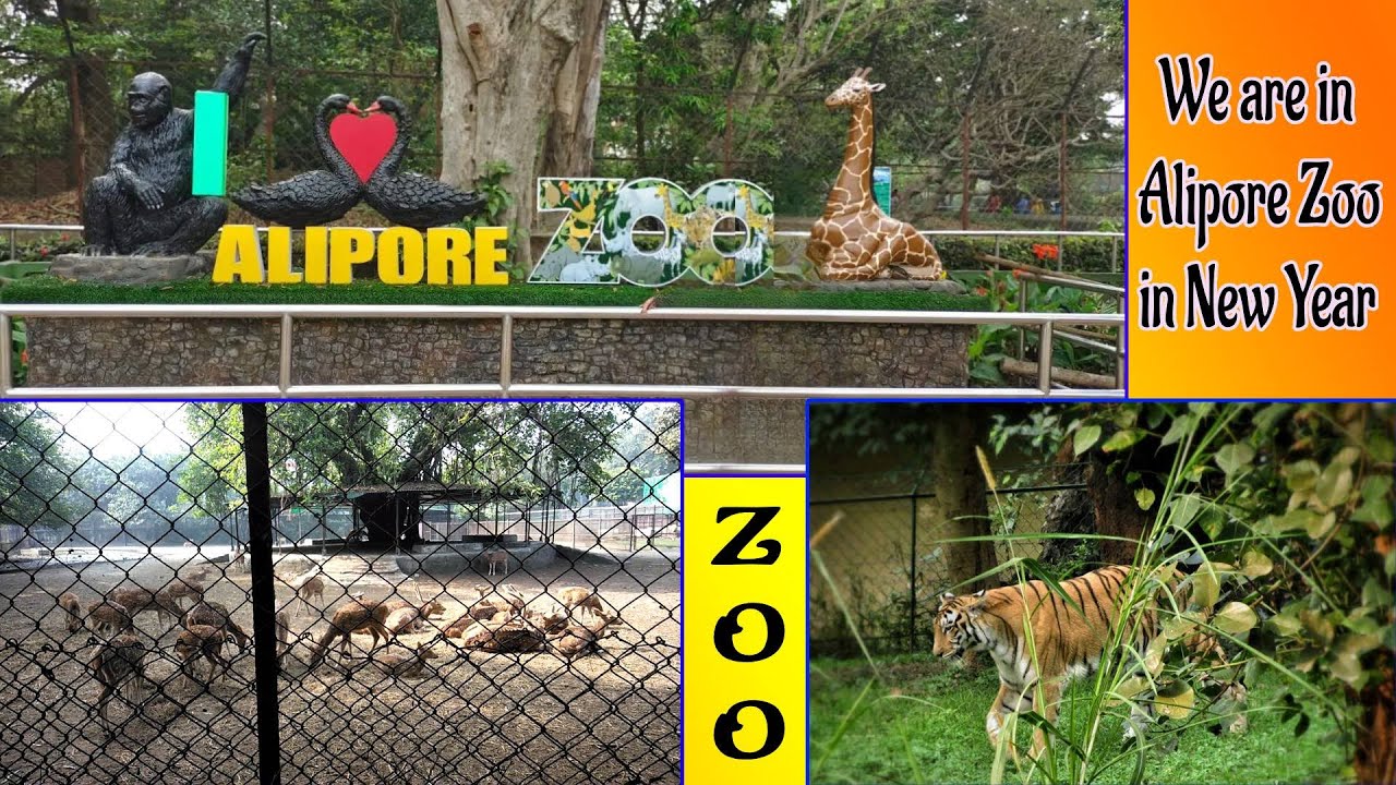 Alipore Zoo Kolkata/আলিপুর চিড়িয়াখানা 2023/Kolkata Zoological Garden