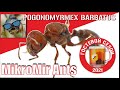 Опасные муравьи Pogonomyrmex barbatus от  MikroMir Ants