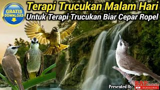 TERAPI BURUNG TRUCUKAN MALAM HARI