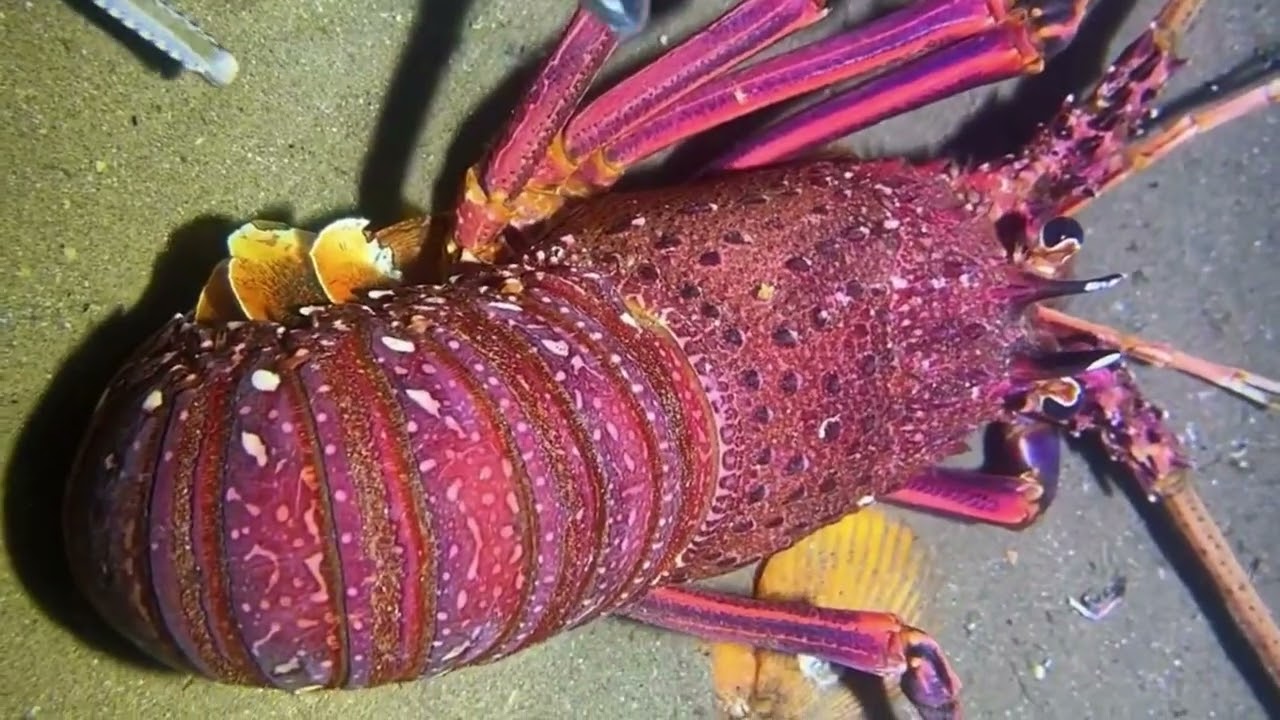 I Catching lobster🦞shrimp🦐porcupinefish🐡fish🐠black sea cucumber🦠 / Seafood 2025