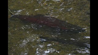 Coho Salmon Spawning in Byrne Creek, Burnaby, BC, Dec. 11, 2022