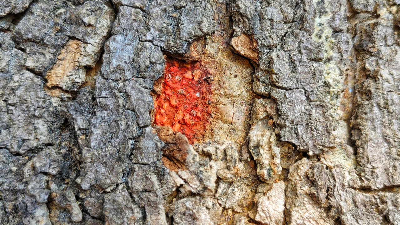 What a miracle red color this tree is - YouTube