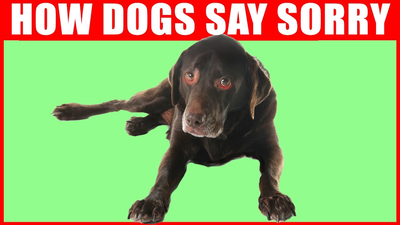 How do dogs say sorry to their owners?