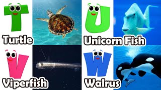 ABC Sea Animals song | Learn Alphabets | English and Animals for Kids | Alphabets Kids Song #abcd