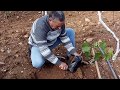 زراعة شتلة العنب .Planting Grapes