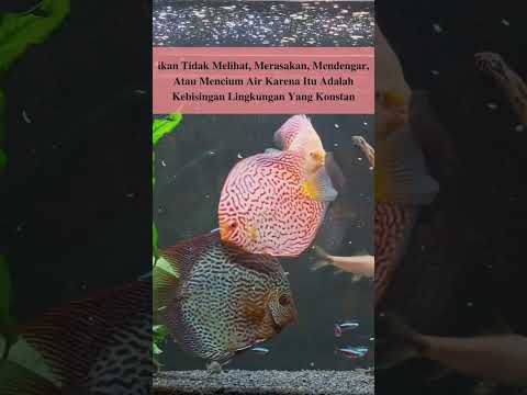 Video: Bisakah ikan melihat air?