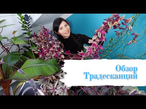 Video: Zebrina Ali Viseča Tradescantia. Nega, Gojenje, Razmnoževanje. Fotografija