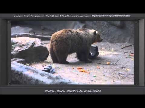 დათვმა ყვავი დახრჩობას გადაარჩინა