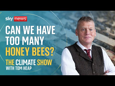 The climate show with tom heap: why honey bees don’t need saving