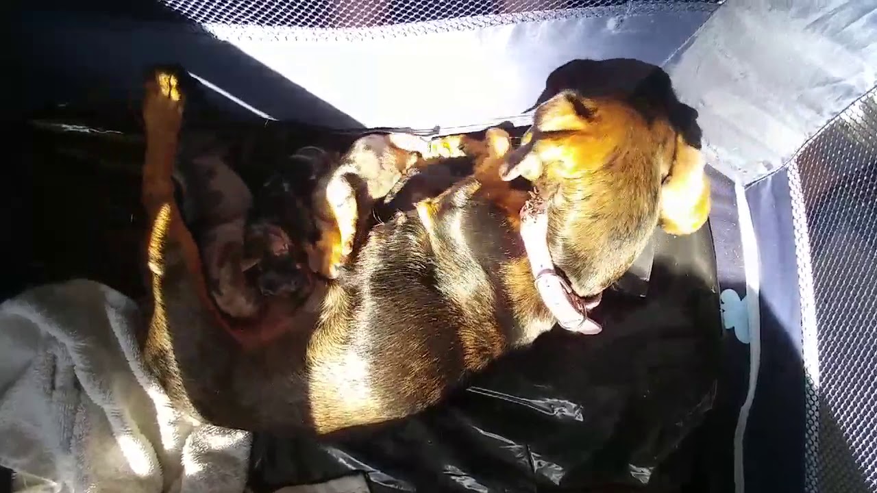 Lily's Dachshund puppies June 8 2019 YouTube