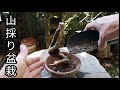 Bonsai diary/盆栽日記 #85「里山からミニ盆栽素材を山採り」素材ナツフジ