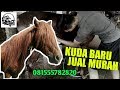 Kuda Baru SIDOMULYO STABLE | JUAL BELI KUDA