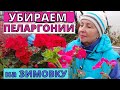 Как сохранить ПЕЛАРГОНИИ к следующему сезону. Обрезка и размножение