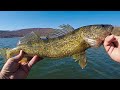 PB WALLEYE & INSANE FALL BASS FISHING (Day 1 of 3) Jerkbait & Alabama Rig