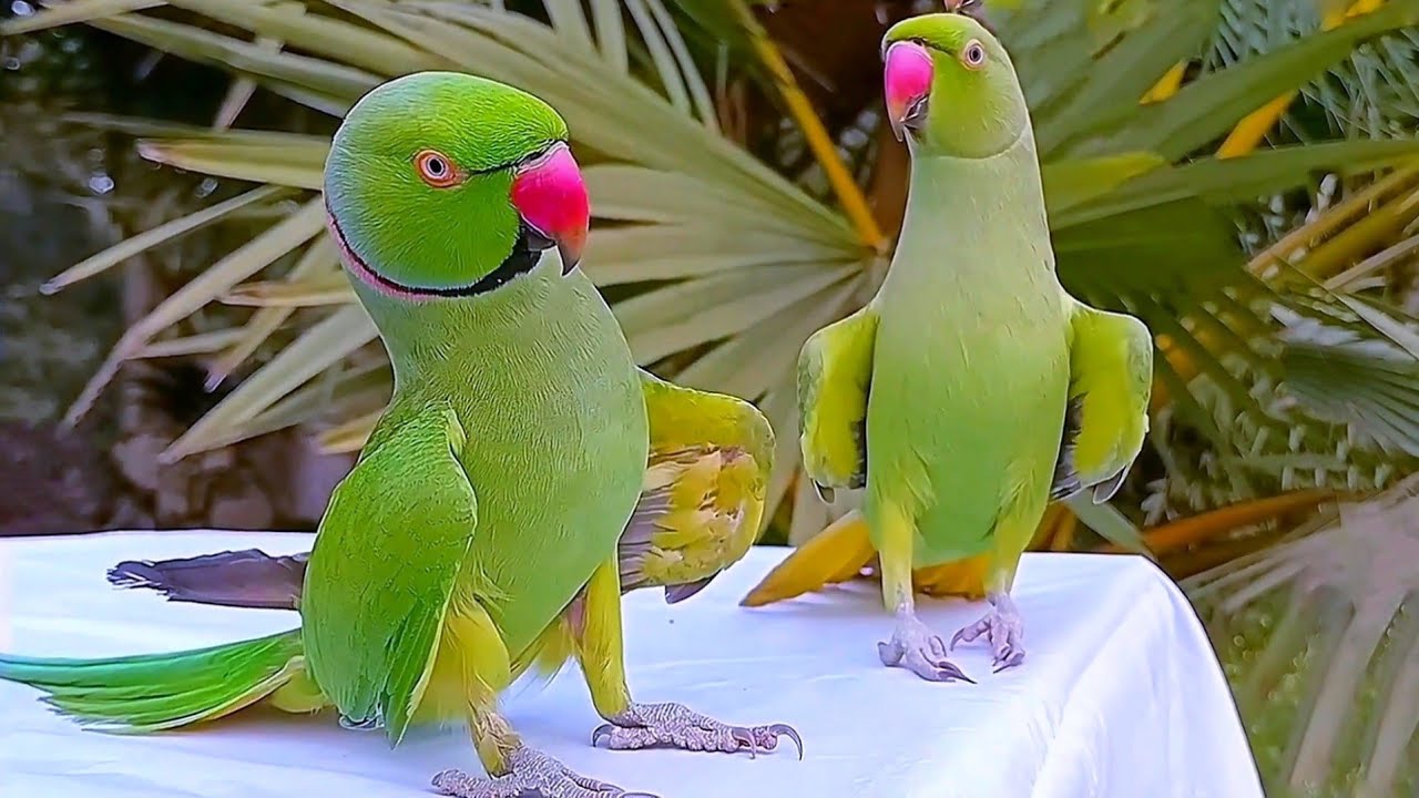Funny Parrot Videos Compilation  Parrot Talking