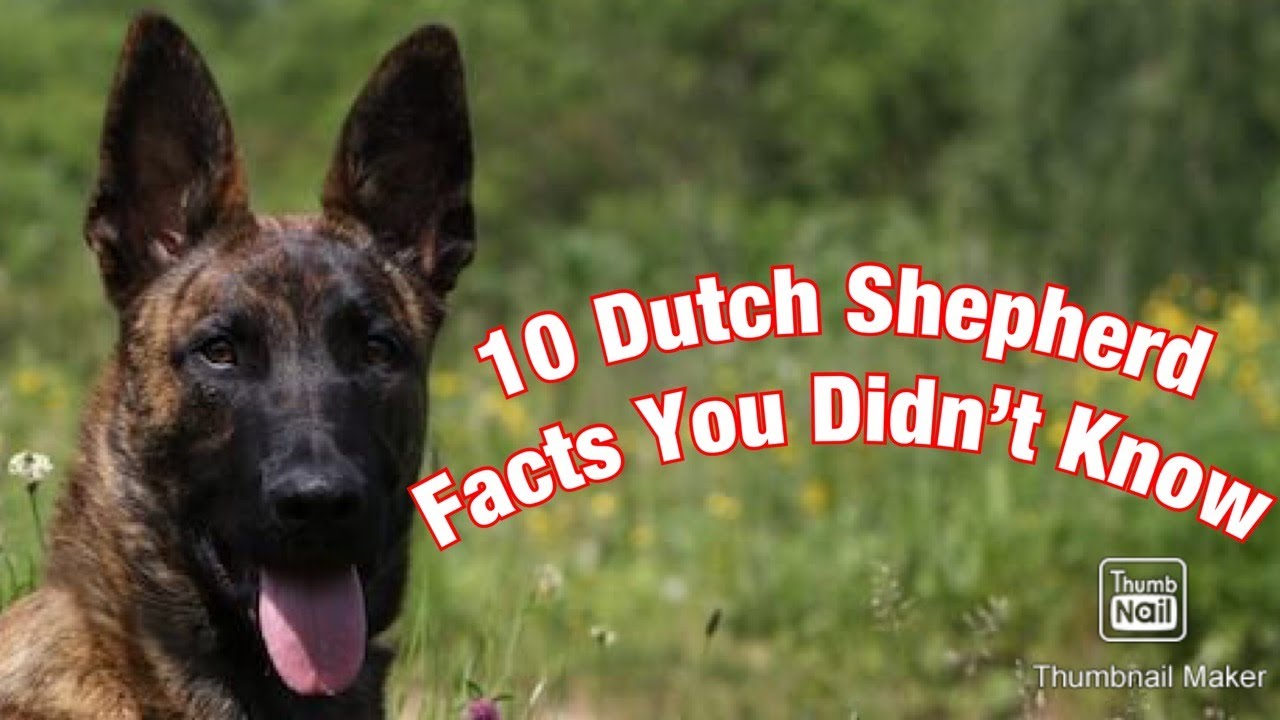 10 Dutch Shepherd Facts You Didn T Know Youtube