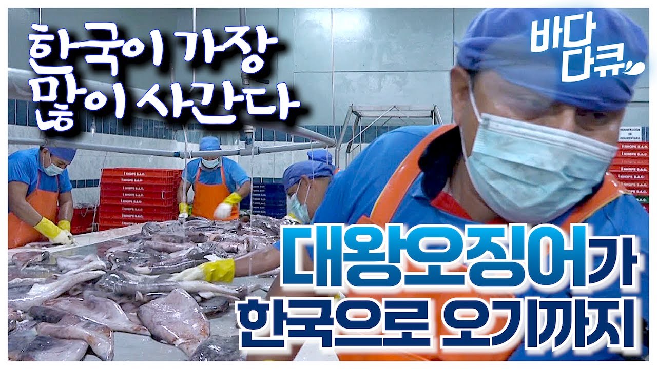 한국으로 가장 많이 수출한다는 페루 대왕오징어 조업에서 가공까지의 모든 과정~! / #바다다큐