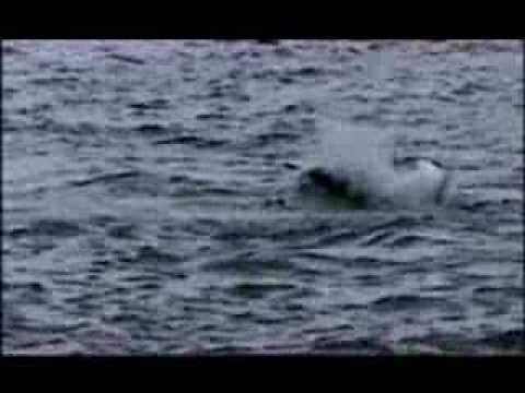 YouTube - NATURE - A Mystery in Alaska - Blame Kil...