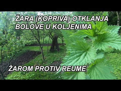 Video: Dijete Su Opekle Koprive - Smirite Svrbež