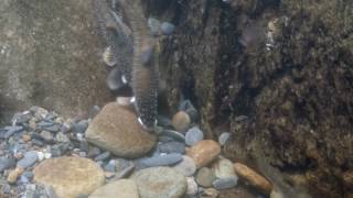 The River Chub Nest