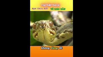 7 sự thật thú vị về loài rắn mà bạn chưa biết