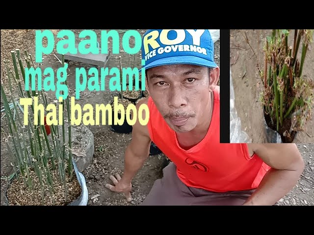 mgaka Bai | paano mag parami ng Thai bamboo class=