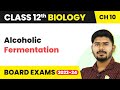 Alcoholic Fermentation - Microbes in Human Welfare | Class 12 Biology