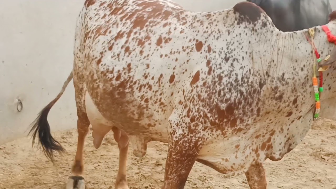 Rathi cow milk 14 15 litre niche Baja de rathi cow 🙏🙏