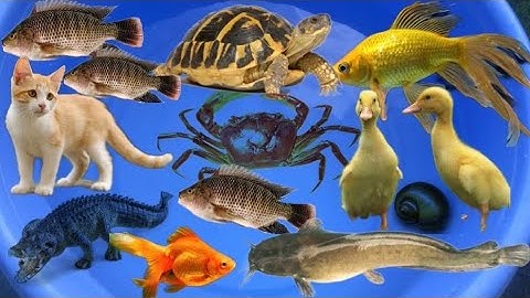 Con cá thật cá rô, con cua, con cá diếc, tên đồ chơi con tôm, con bạch tuộc, con vịt, con rùa #05