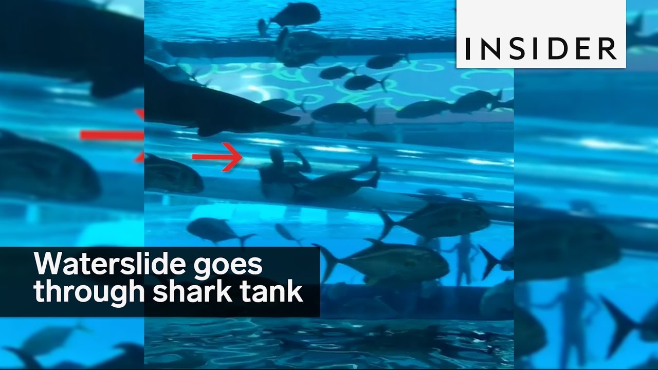 Watch A Waterslide That Goes Through A Shark Tank Travelpulse