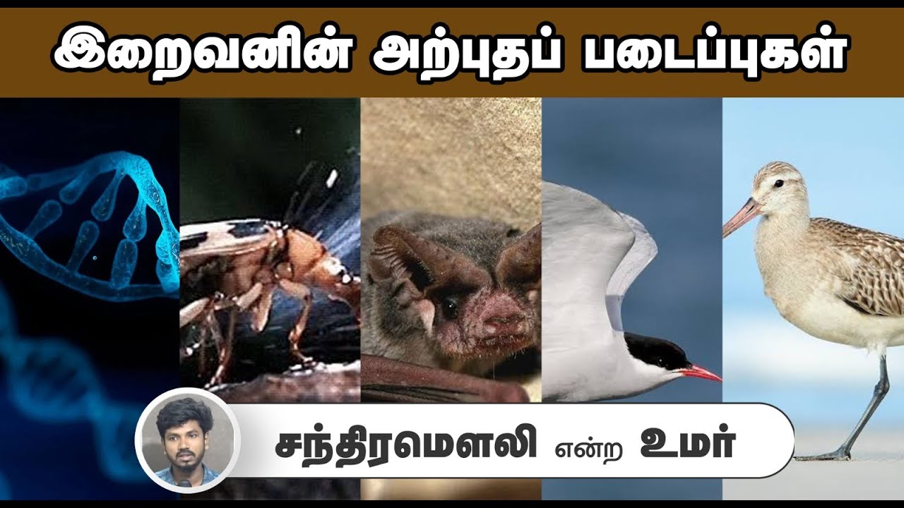 இறைவனின் அற்புதப் படைப்புகள்┇சந்திரமௌலி என்ற உமர்┇01-06-25┇Way to Paradise
