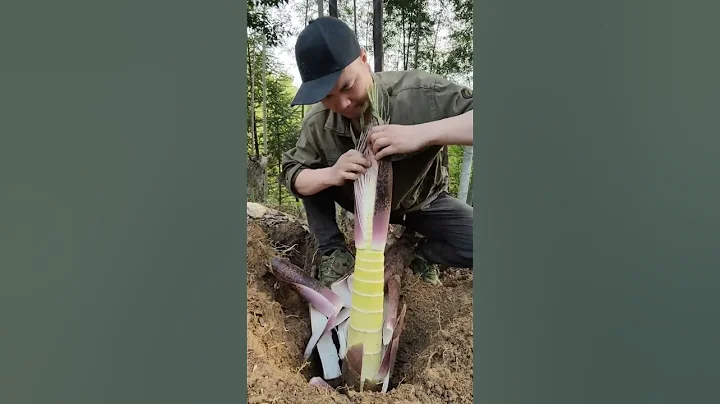 Amazing  Sound Of  Peeling Bamboo Shoots #satisfying #short - DayDayNews