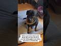 This Rottie Was Kidnapped! #femalerottweiler #germanrottweiler #rottweiler