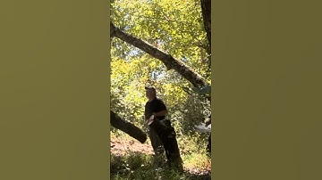 DANGER ! Stihl Chainsaw taking down some Dangerous Tree Limbs #shortsvideo #chainsaw #firewood