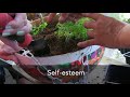 The Surprising Benefits of Gardening for Mental Health ile ilgili video