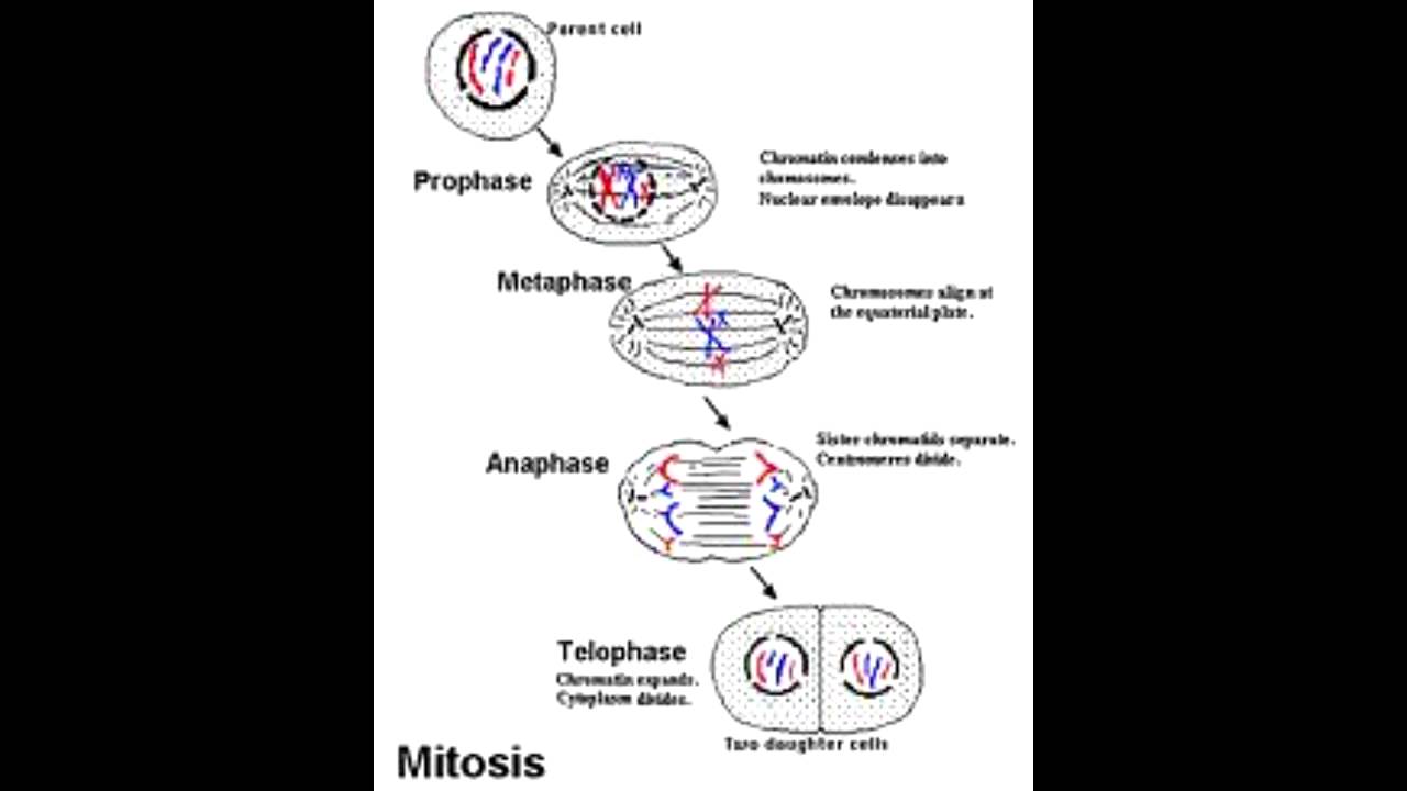 What are some facts about the Golgi apparatus?