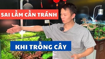 5 sai lầm nghiêm trọng khi trồng cây thủy sinh | Nguyễn Du aqua