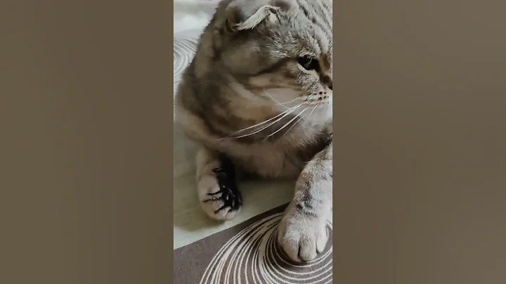 Watch the video about Caress me master #funny #beautiful #cute #sweet #caress #girl #cat #pet #shorts