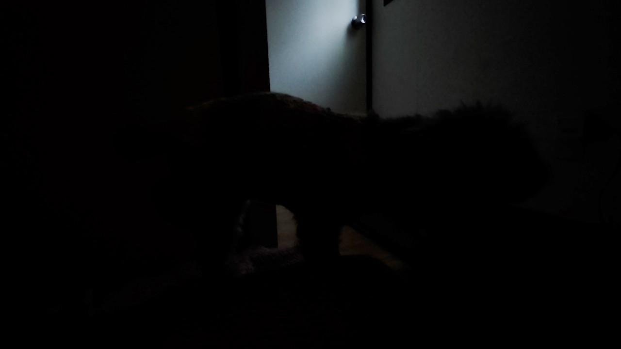 深夜、暗闇のシルエットに気が付いて目が覚める | 16歳トイプー