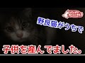 野良猫がうちで勝手に子供を産みました。