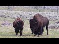 Bison rut August 2021