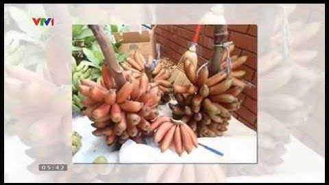 Độc đáo giống chuối đỏ của Australia