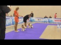 Eurasia-1 Open Dog/ Открытый класс. Кобели