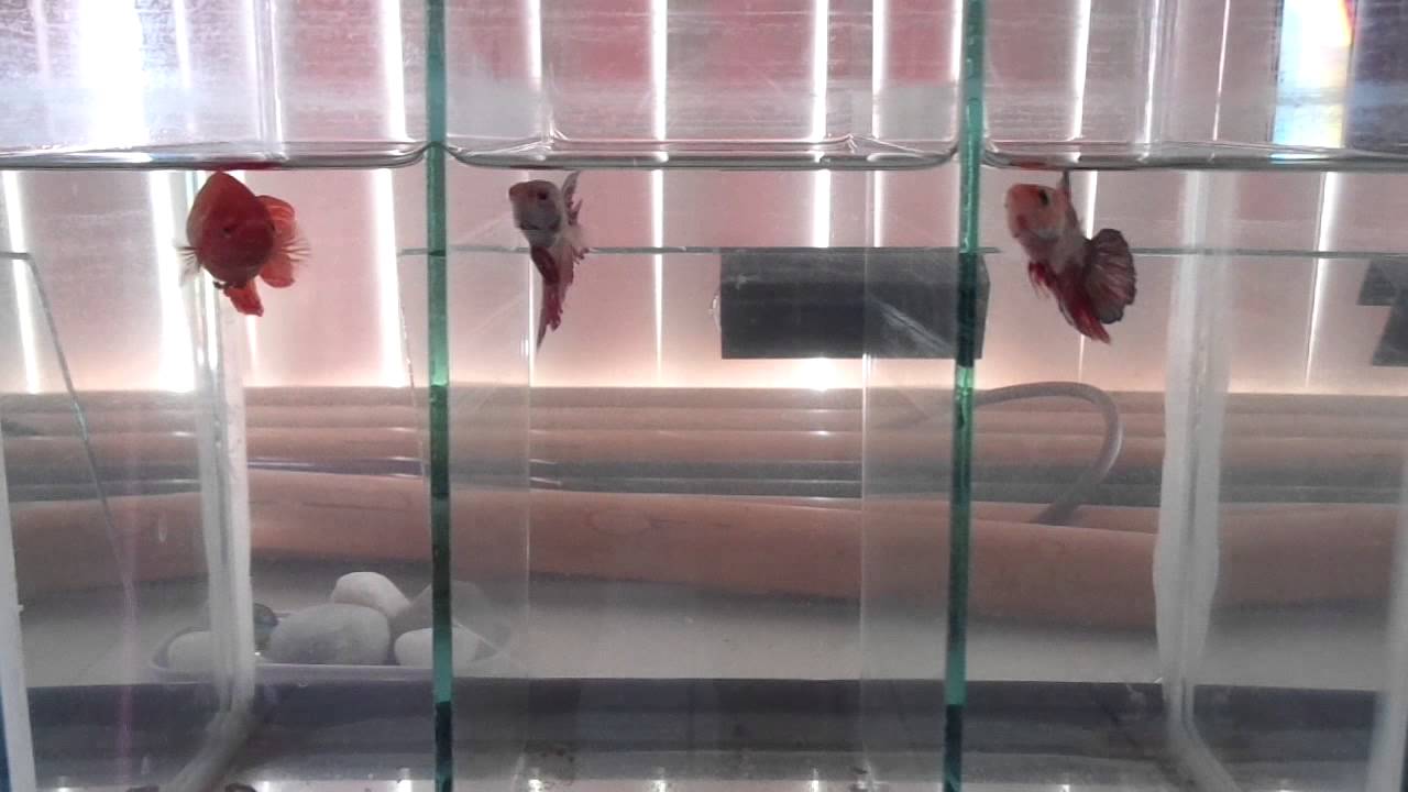 camera iphone 8 plus apk Another Vid of My Bettas