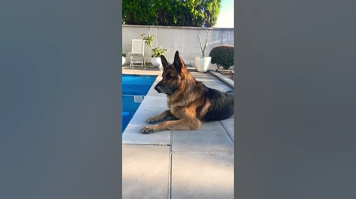 German Shepherd on Guard 🔥