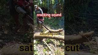 TIMBERRR! Professional Tree Felling Skills #Lumberjack #BlandongExplorer #Viral